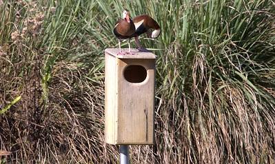 Photo of two Black-bellied Whistling ducks on top of a bird box crafted by Native Bird Boxes, Inc.