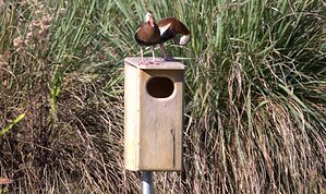 Wildlife Conservation Efforts Expand with Native Bird Habitat Partnership and Audubon Certification