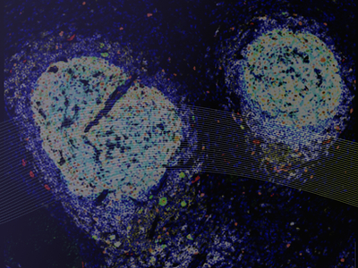 Galvanize Therapeutics® Announces the Latest Exploratory Evidence Suggesting Immune-Activating Potential of Aliya® PEF Energy