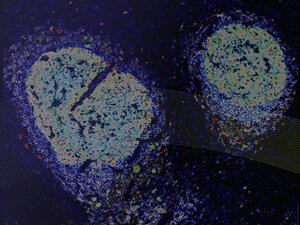 Galvanize Therapeutics® Announces the Latest Exploratory Evidence Suggesting Immune-Activating Potential of Aliya® PEF Energy