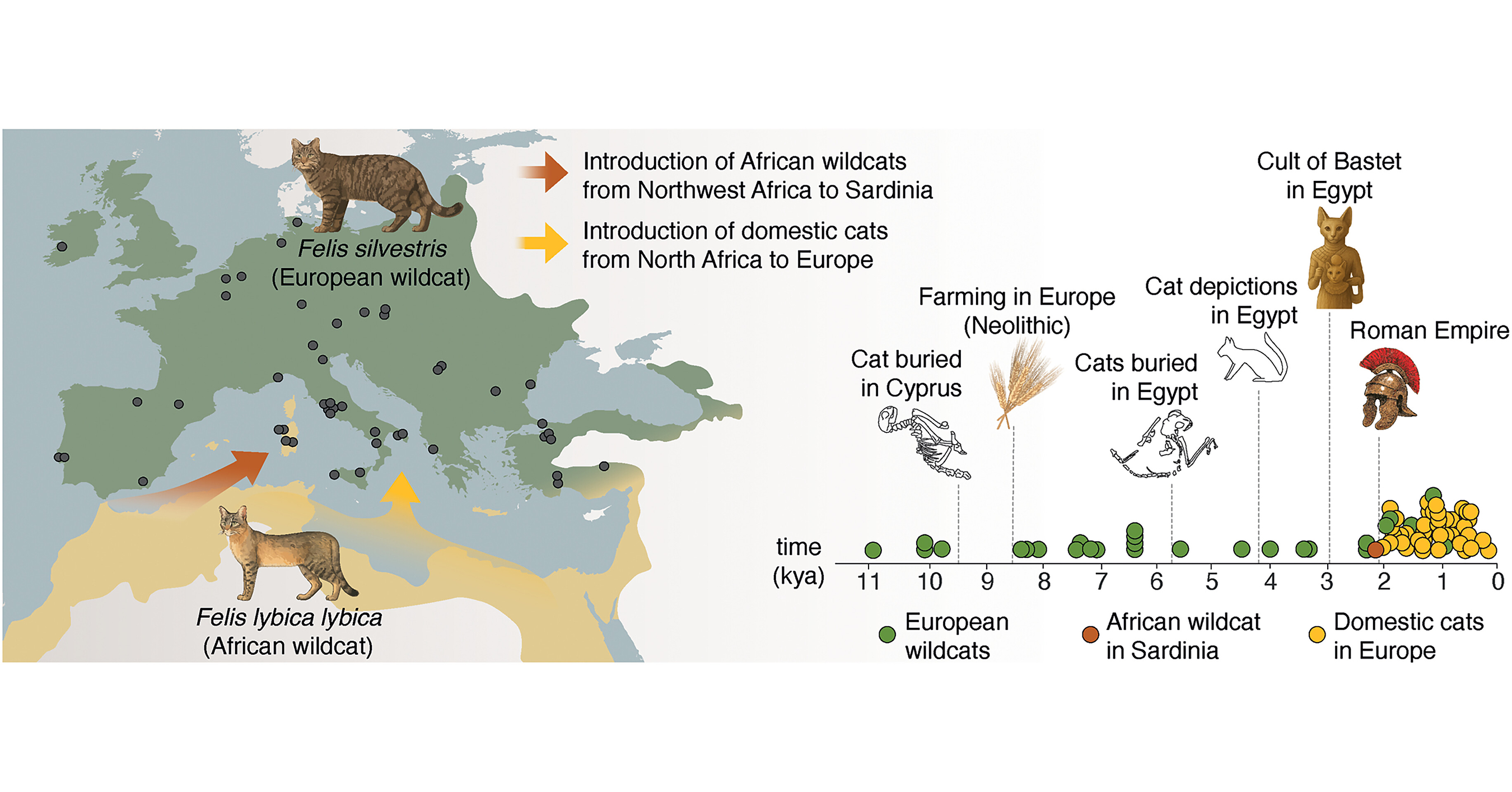 The Wildcat Behind Your House Cat: Celebrating World African Wildcat Day