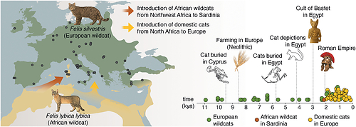 Credit: ERC-Felix project (Dept. of Biology, University of Rome Tor Vergata) Credit: ERC-Felix project (Dept. of Biology, University of Rome Tor Vergata)
