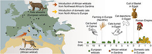 The Wildcat Behind Your House Cat: Celebrating World African Wildcat Day