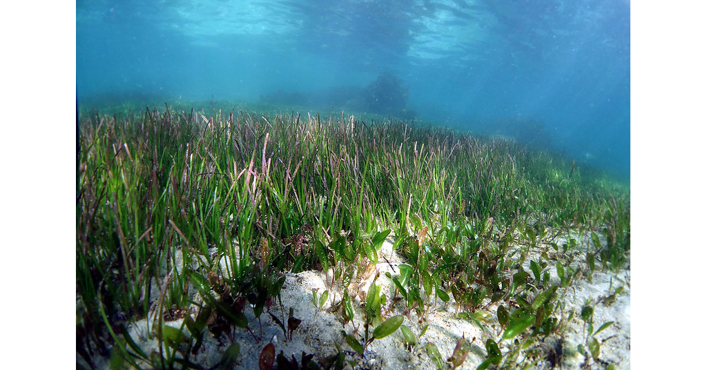 Hasanuddin University Study Maps Indonesia's Seagrass Ecosystems from Hotspots to Refugia
