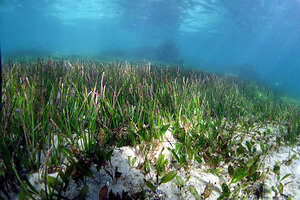 Hasanuddin University Study Maps Indonesia's Seagrass Ecosystems from Hotspots to Refugia
