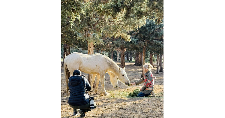 Skydog Sanctuary Demands Immediate Shutdown of Federal Wild Horse Sales Program After NY Times Confirms Slaughter Pipeline