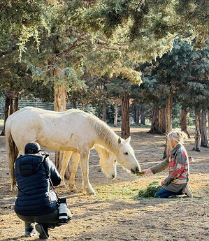 Skydog Sanctuary Demands Immediate Shutdown of Federal Wild Horse Sales Program After NY Times Confirms Slaughter Pipeline