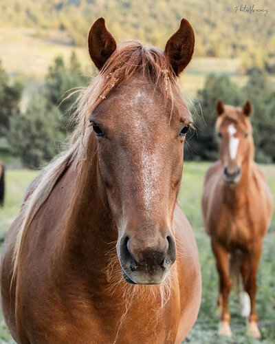 Rapunzel and Xanadu at Skydog Sanctuary, rescued from the BLM sales-to-slaughter pipeline