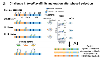 Figure 3 | Schematic of the Challenge 1 affinity maturation task