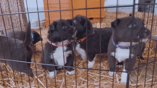 SUPRDOG Finally Opens Waitlist for the First Biological Intelligence Platform Built for Dogs