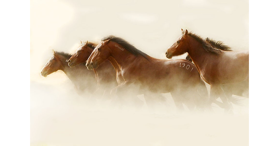 Return to Freedom Responds to New York Times Report on Wild Horses Sold to Slaughter