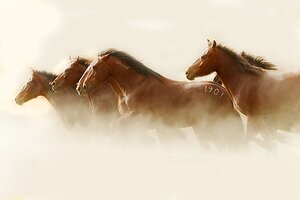 Return to Freedom Responds to New York Times Report on Wild Horses Sold to Slaughter