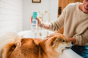 Wondercide Is Searching for America's Dirtiest Dog - And Helping Prepare Animal Haven's Shelter Dogs For Their Next Great Adventure
