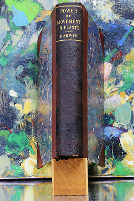 MANUAL (Ed Hill & Suzanne Bloom), “Radicle Idea (Power of Movement in Plants by Charles & Francis Darwin),” 2023. Archival pigment print, 46 1/4 x 31 1/4 in, edition 1/5. Weatherspoon Art Museum. Gift of the Sherman Foundation; 2024.28 © MANUAL (Ed Hill & Suzanne Bloom)