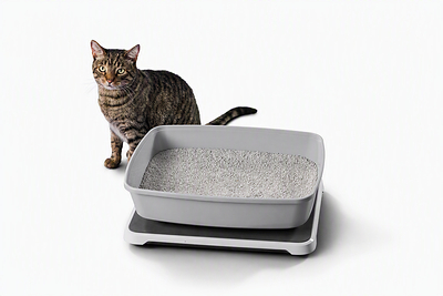 Feline Elimination Patterns Linked to Kidney Disease Demonstrated Through Smart Litter Box Monitor