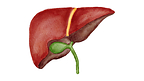 Zydus Hospital, Ahmedabad crosses 300 Liver Transplants – Highest in Gujarat Zydus Hospital, Ahmedabad crosses 300 Liver Transplants – Highest in Gujarat