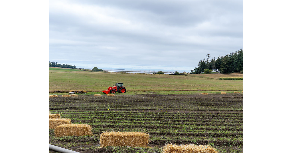 Vale Matcha Announces Vale Farms, With Plans to Grow One Million Tea Plants on Whidbey Island