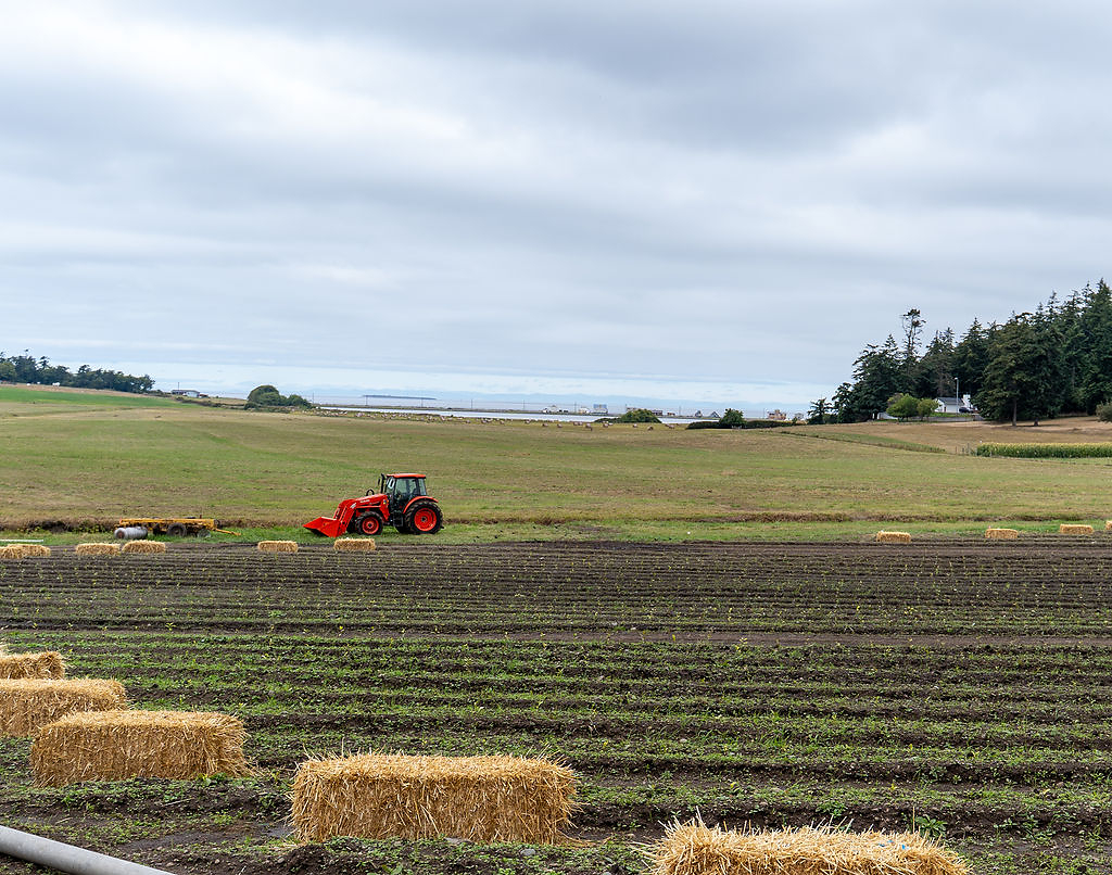 Vale Matcha Announces Vale Farms, With Plans to Grow One Million Tea Plants on Whidbey Island