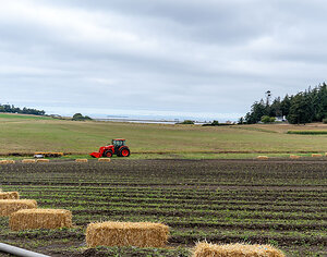 Vale Matcha Announces Vale Farms, With Plans to Grow One Million Tea Plants on Whidbey Island
