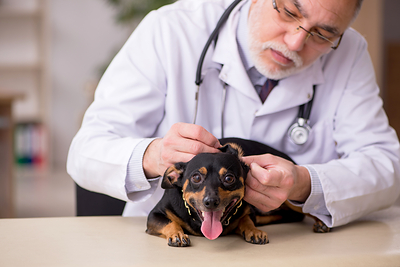 Embrace Pet Insurance's Q2 2026 claims data shows how unpredictable pet healthcare costs can be, with common health concerns sometimes leading to significantly higher expenses than pet owners may expect.