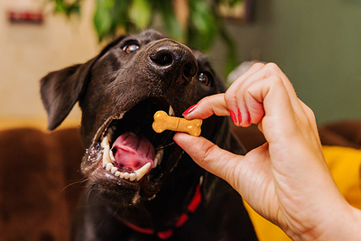 The Farmer’s Dog Launches Crunchy Biscuits