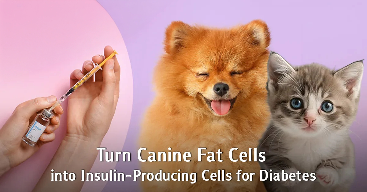"From Canine Fat Tissue to Insulin-Producing Cells": Chula Veterinary Researcher...