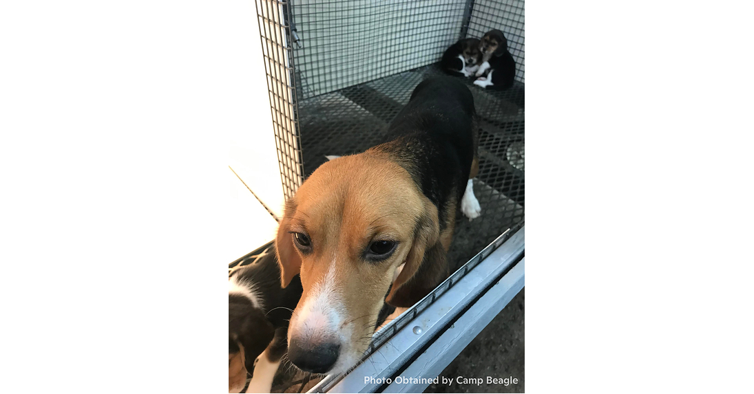 March to Abolish Animal Testing calls for action after new whistleblower evidence alleges cruelty at Marshall BioResources