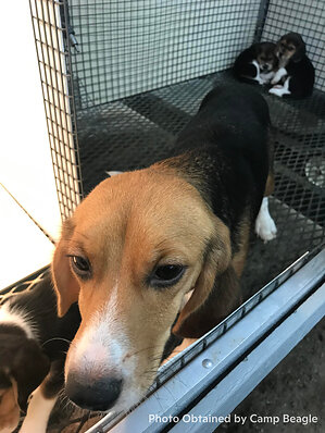 March to Abolish Animal Testing calls for action after new whistleblower evidence alleges cruelty at Marshall BioResources
