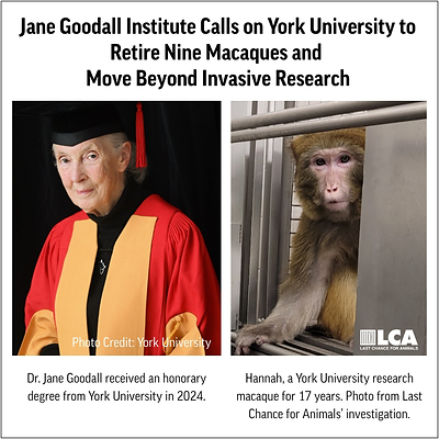 Jane Goodall Institute Calls on York University to Retire Nine Macaques Following Last Chance for Animals Undercover Investigation