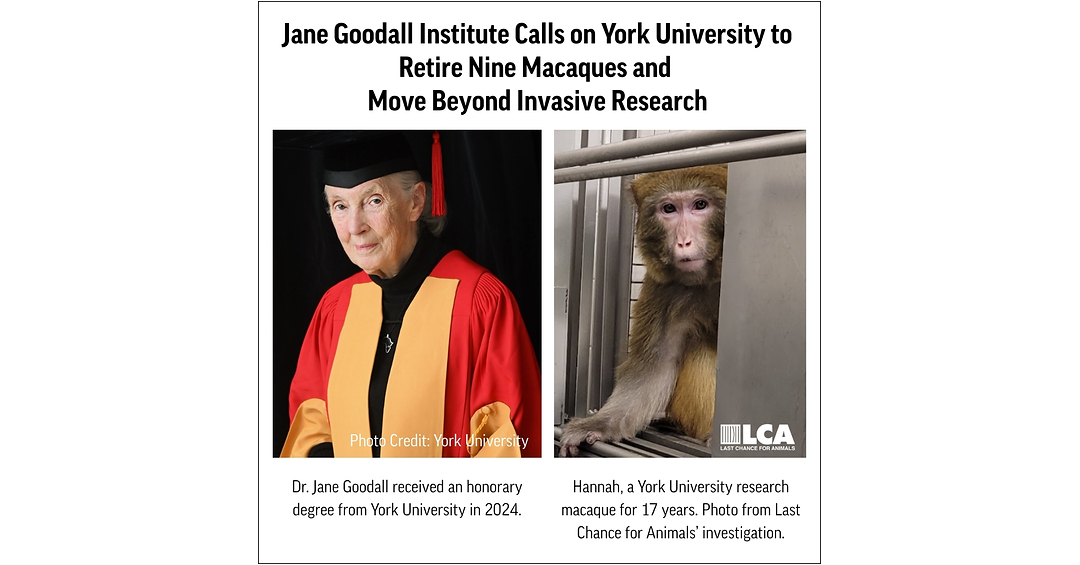 Jane Goodall Institute Calls on York University to Retire Nine Macaques Following Last Chance for Animals Undercover Investigation