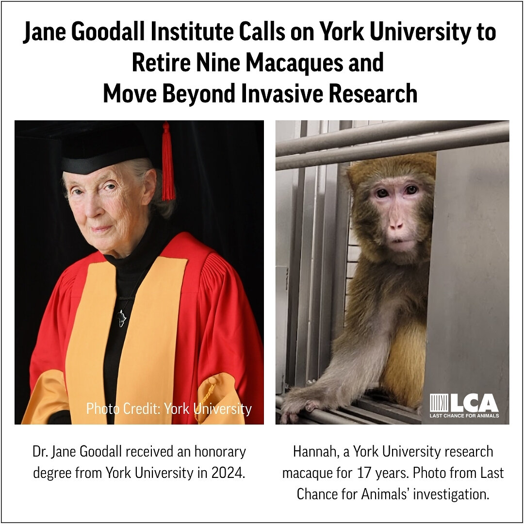 Jane Goodall -instituutti vaatii Yorkin yliopistoa lopettamaan apinatutkimukset