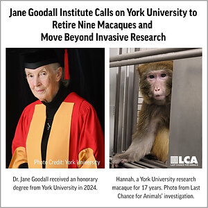 Jane Goodall Institute Calls on York University to Retire Nine Macaques Following Last Chance for Animals Undercover Investigation