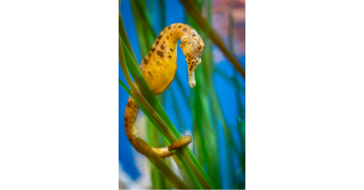 Monterey Bay Aquarium's Ocean in Motion / La Danza del Mar opens November 7, 2026