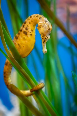 Monterey Bay Aquarium's Ocean in Motion / La Danza del Mar opens November 7, 2026