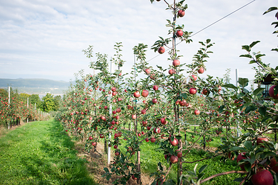 La saison des pommes du Québec est lancée : un automne à croquer, du verger au marché public