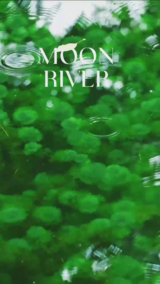 Suzhou Media-verse: 72 Jam di Suzhou - Taman, Makanan dan Tasik Jinji