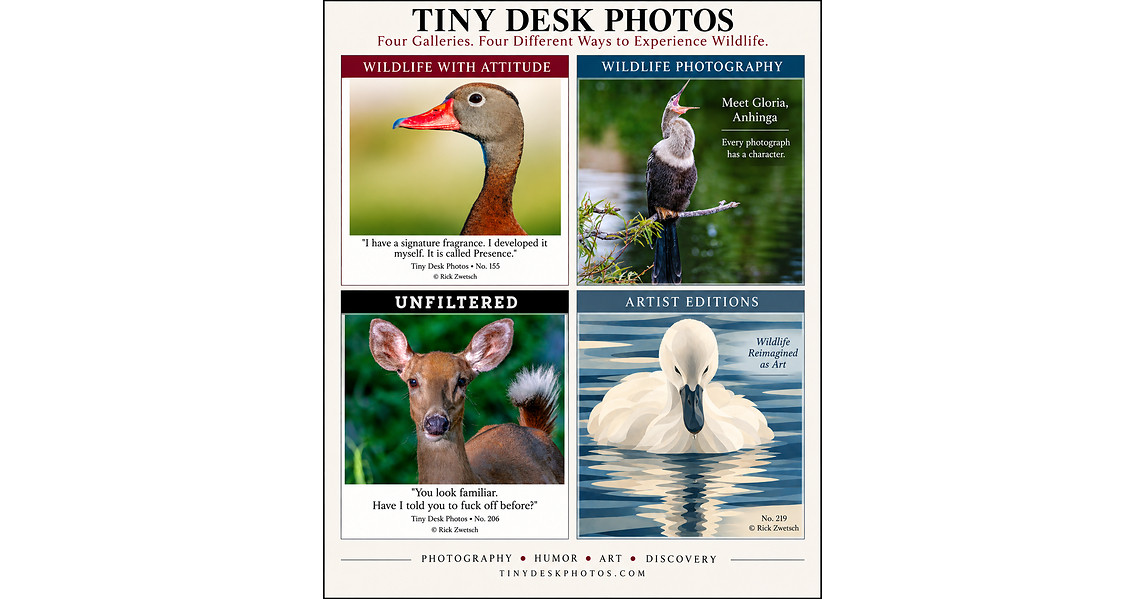 Tiny Desk Photos Launches New Wildlife Website Where Photography, Humor, Art and Discovery Collide