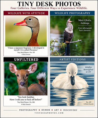 Tiny Desk Photos brings wildlife photography, humor and art together through four distinct galleries: Wildlife with Attitude, Wildlife Photography, Unfiltered and Artist Editions. Photography and artwork by Rick Zwetsch/Tiny Desk Photos. Tiny Desk Photos brings wildlife photography, humor and art together through four distinct galleries: Wildlife with Attitude, Wildlife Photography, Unfiltered and Artist Editions. Photography and artwork by Rick Zwetsch/Tiny Desk Photos.