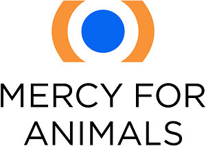 Inside the Egg Industry: Mercy For Animals Investigation Documents the Killing of Newly Hatched Male Chicks