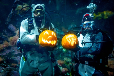 Dive Into Fall with Fin-tastic Fall Festival Featuring Underwater Pumpkin Carving and Seasonal Programming
