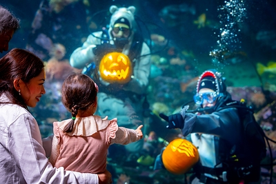 Dive Into Fall with Fin-tastic Fall Festival Featuring Underwater Pumpkin Carving and Seasonal Programming Dive Into Fall with Fin-tastic Fall Festival Featuring Underwater Pumpkin Carving and Seasonal Programming