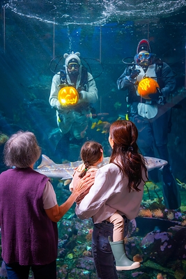 Dive Into Fall with Fin-tastic Fall Festival Featuring Underwater Pumpkin Carving and Seasonal Programming Dive Into Fall with Fin-tastic Fall Festival Featuring Underwater Pumpkin Carving and Seasonal Programming