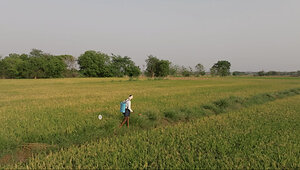 GOOGLE & MITTI LABS PARTNER TO ELIMINATE METHANE AND SCALE CLIMATE-SMART AG PRACTICES ACROSS INDIA'S RICE FIELDS