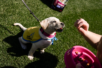Eukanuba Celebrates 3rd Annual Giving Campaign Supporting National Service Dog Month