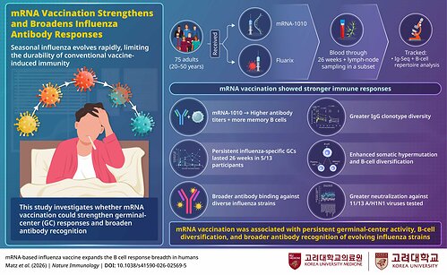 Sustained germinal-center activity may help diversify antibody responses against evolving influenza strains Sustained germinal-center activity may help diversify antibody responses against evolving influenza strains