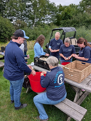 Camden National Bank volunteers harvested over 