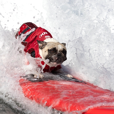 SURF’S UP FOR THE WORLD’S PAW-SOME-EST COMPETITORS!