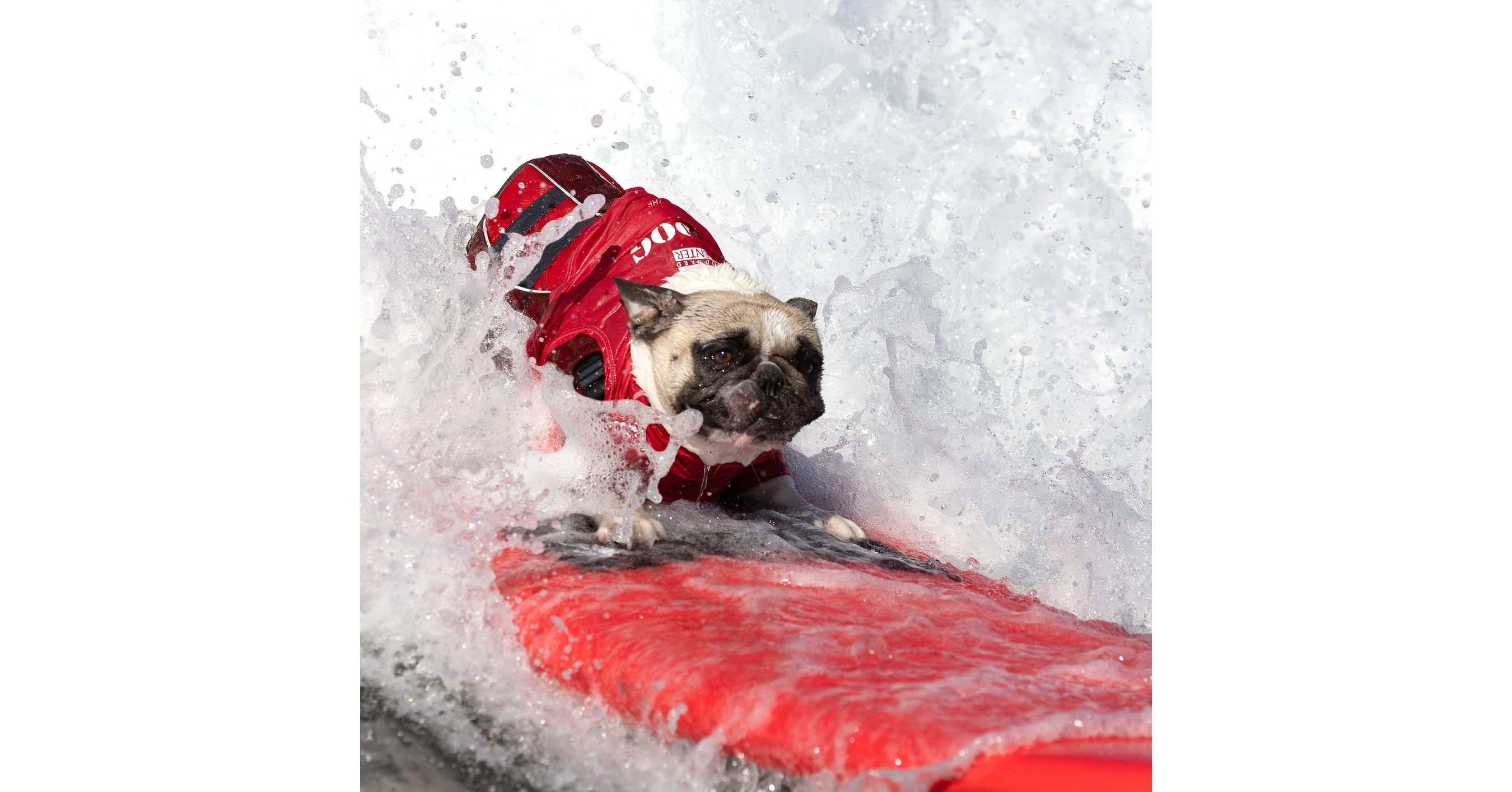 SURF'S UP FOR THE WORLD'S PAW-SOME-EST COMPETITORS!