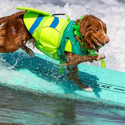 SurFURs are set to make a splash