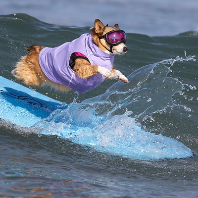 SurFURs are set to make a splash